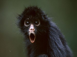 spider-monkey_719_600x450